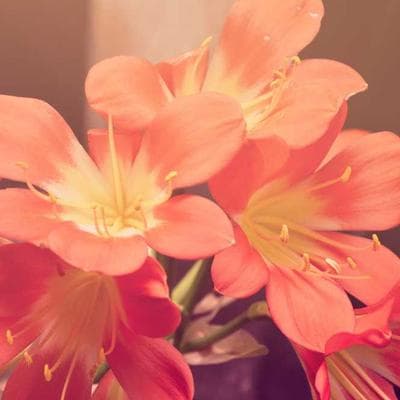 Doğal Anne, Bebek, Oyuncak Ürünü 16