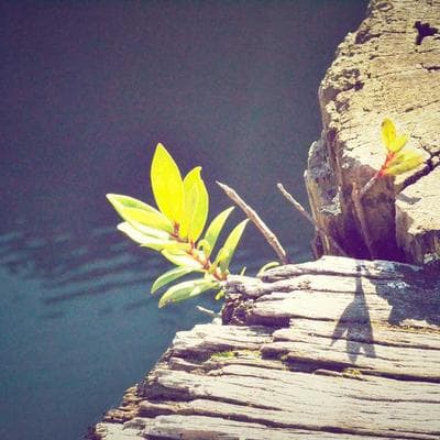 Organik Gıda Ürünleri Ürünü 9