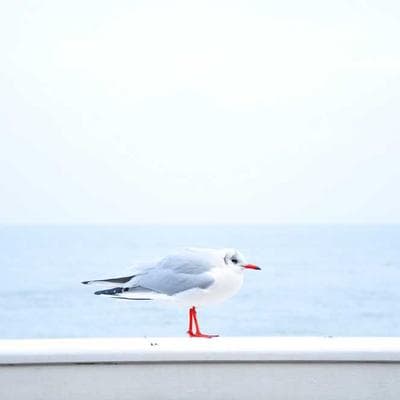 Organik Gıda Ürünleri Ürünü 18