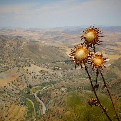 İthal Gıda Ürünleri Ürünü 8