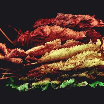 Doğal Gıda Ürünleri Ürünü 12