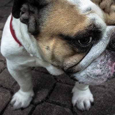 İthal Gıda Ürünleri Ürünü 4