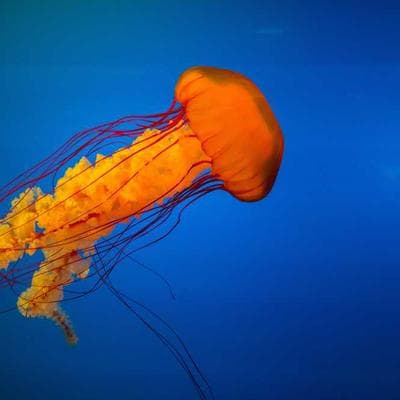 Yeni Sezon Gıda Ürünleri Ürünü 12