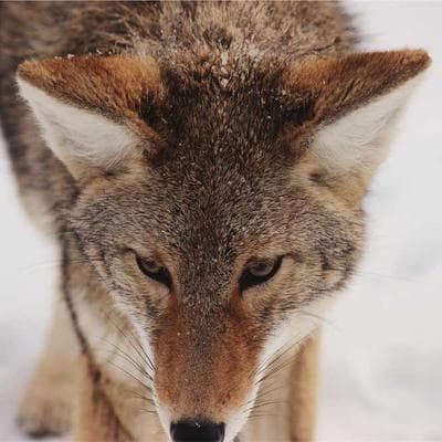 İthal Gıda Ürünleri Ürünü 15