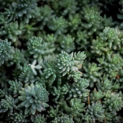 İthal Gıda Ürünleri Ürünü 1