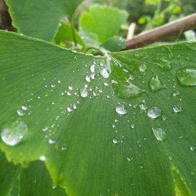 Organik Giyim, Ayakkabı Ürünü 16