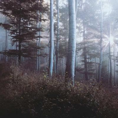 Sertifikalı Giyim, Ayakkabı Ürünü 19