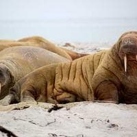 Giyim, Ayakkabı Firması 2