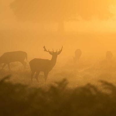 Özel Üretim Giyim, Ayakkabı Ürünü 10