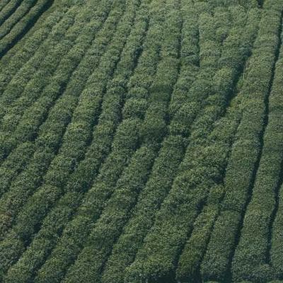 İthal Giyim, Ayakkabı Ürünü 19