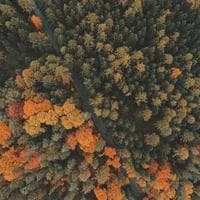 Mobilya, Ahşap Firması 2