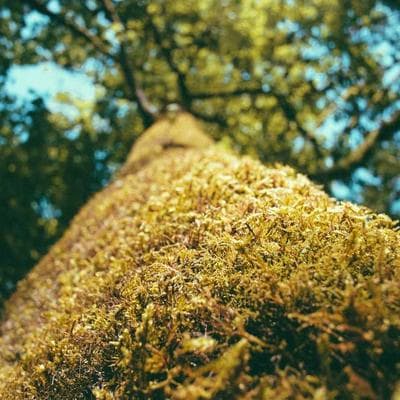 Sertifikalı Mobilya, Ahşap Ürünü 18