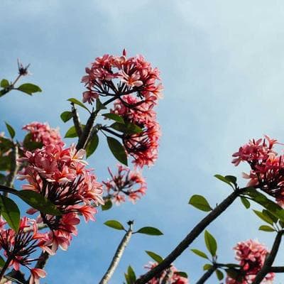 Lüks Taze Sebze Ürünü 20