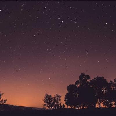 Kaliteli Taze Sebze Ürünü 16