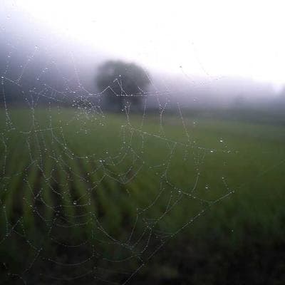 Yerli Taze Sebze Ürünü 13