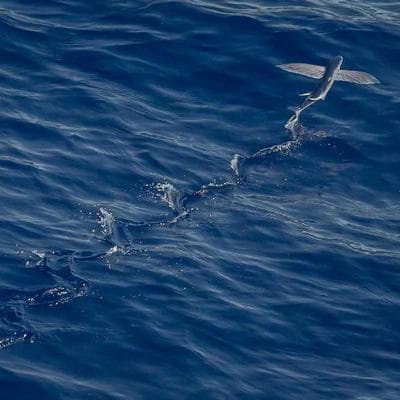 Yerli Taze Sebze Ürünü 8