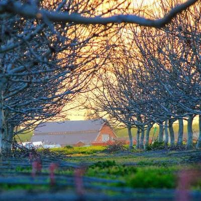 Lüks Taze Sebze Ürünü 18