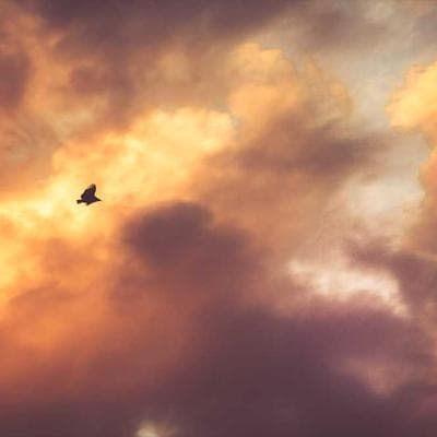 Lüks Taze Sebze Ürünü 19