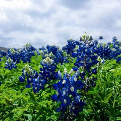 Yeni Sezon Taze Sebze Ürünü 18