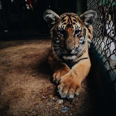 Yeni Sezon Taze Sebze Ürünü 2