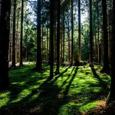 Yerli Taze Sebze Ürünü 20