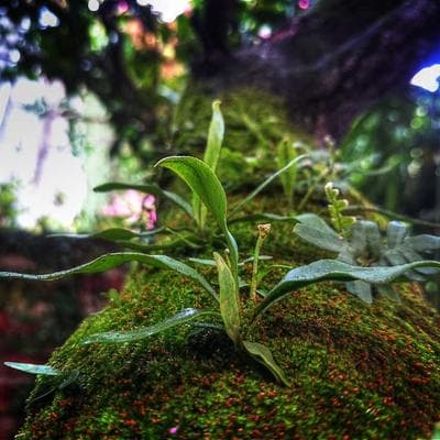 Doğal Taze Sebze Ürünü 17