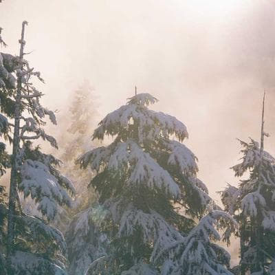 Ekonomik Taze Sebze Ürünü 4