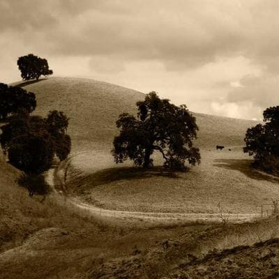 Lüks Taze Sebze Ürünü 2