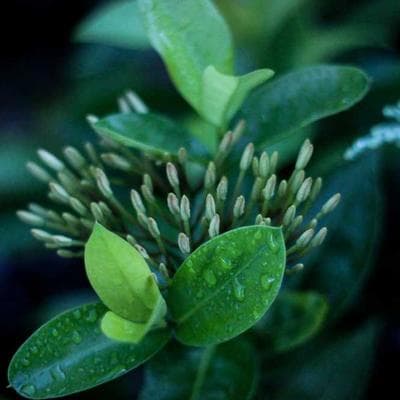 Kaliteli Tarım ve Hayvancılık Ürünü 12