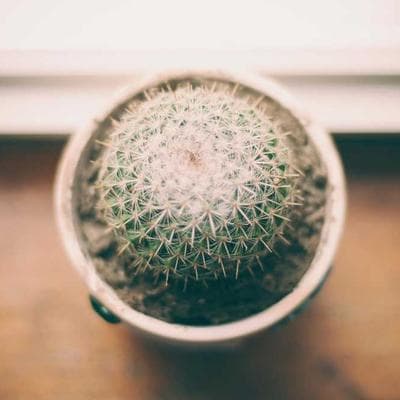 Yeni Sezon Tarım ve Hayvancılık Ürünü 4