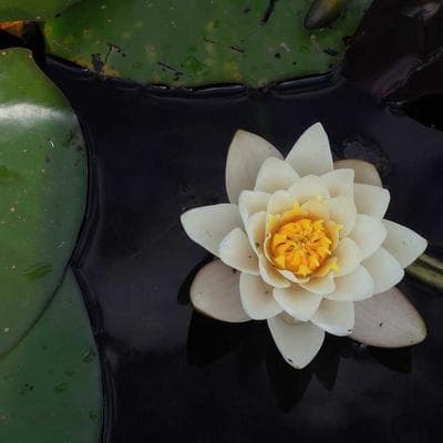 Sertifikalı Tarım ve Hayvancılık Ürünü 8